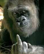 แชท หญิง 