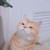 แชท หาเพื่อนคุย, โสด 