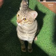 แชท หาแฟน, หาเพื่อนคุย 