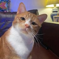 chat chat, hangout  from Saraburi