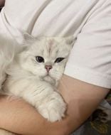 chat looking for friends