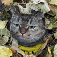 แชท หาเพื่อนคุย, หากิ๊ก 