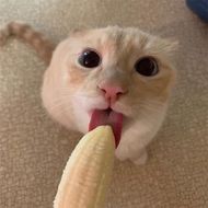 chat find love, chat 