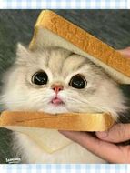 chat chat