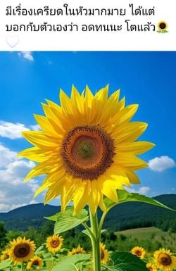 รูปภาพที่โพสต์โดย เหนื่อยจัง🥺꧁🌞ตะวันจันทรา🌝꧂