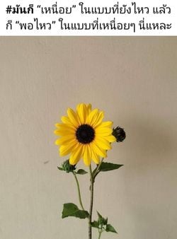 รูปภาพที่โพสต์โดย เหนื่อยจัง🥺꧁🌞ตะวันจันทรา🌝꧂