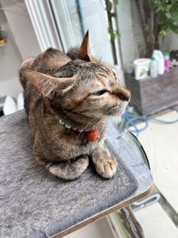 รูปภาพที่โพสต์โดย 🍀มะลิรักแมว🍀 หัวเข่าที่3