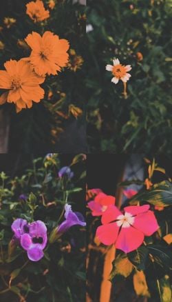 รูปภาพที่โพสต์โดย 𓆸