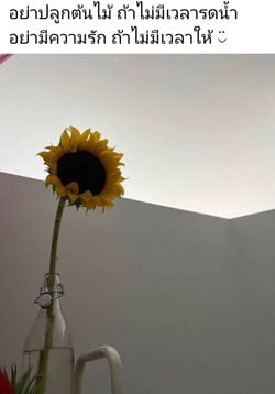รูปภาพที่โพสต์โดย เหนื่อยจัง🥺꧁🌞ตะวันจันทรา🌝꧂