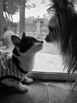 Image posted by Arlecchino