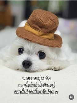 Image posted by 💫🌻Babi.Mild ..💞🌻🦨💫