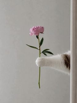 comments.image-posted-by