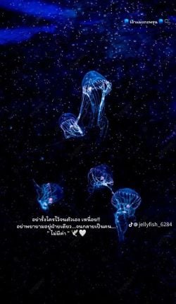 Image posted by 🐳