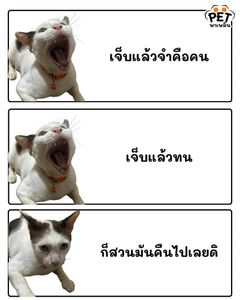 รูปภาพที่โพสต์โดย 🍭