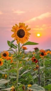 Image posted by 🤍🌻