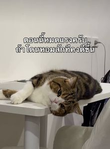 รูปภาพที่โพสต์โดย 💫🌻Babi.Mild ..💞🌻🦨💫
