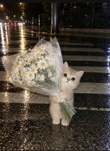 Image posted by ˖°₊⭑𓃠ᴊᴜꜱᴛɪɴッ⋆🐾˖°₊