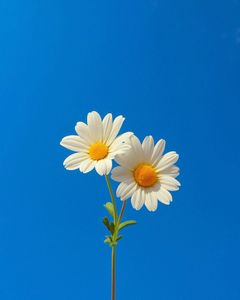 รูปภาพที่โพสต์โดย ʚɞ