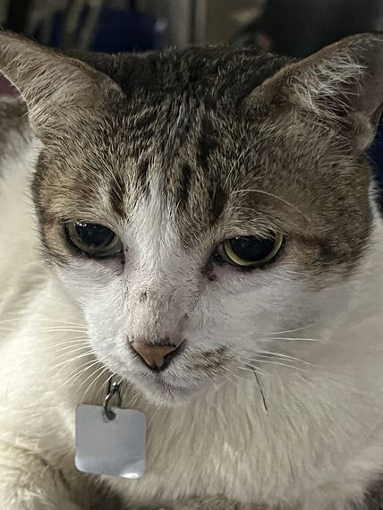 แชท ask, หญิง  ที่อยู่ กรุงเทพมหานคร