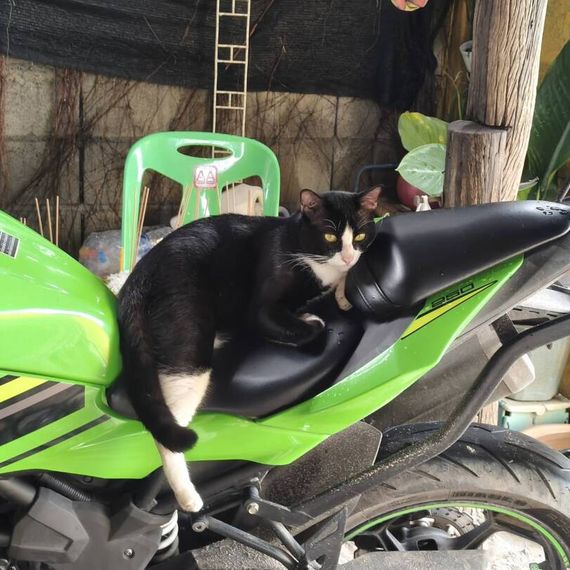 แชท หญิง, กระเทย 