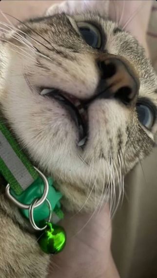 แชท ไบรับ, ไบโบท 