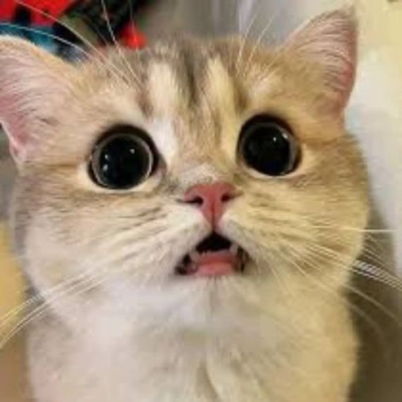 chat looking for friends 
