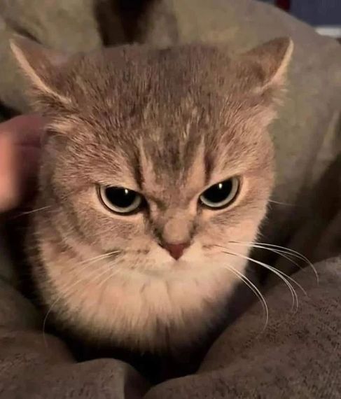 แชท ask, หญิง  ที่อยู่ จ. อุตรดิตถ์