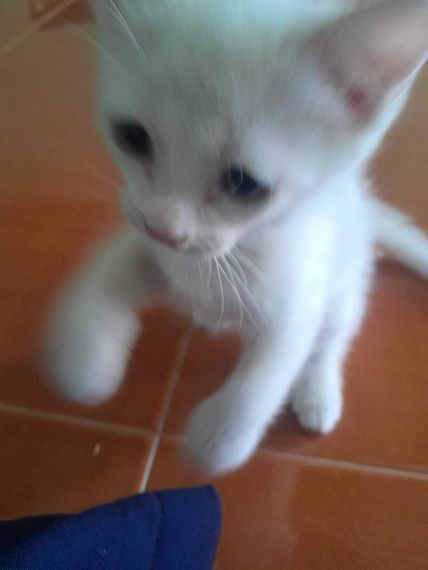 แชท หญิง, ไบ 