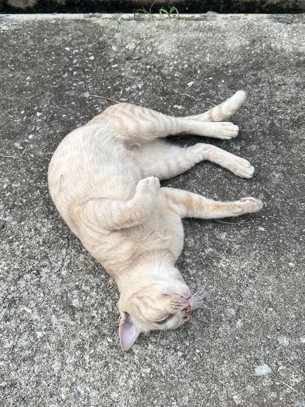 chat chat, hangout 