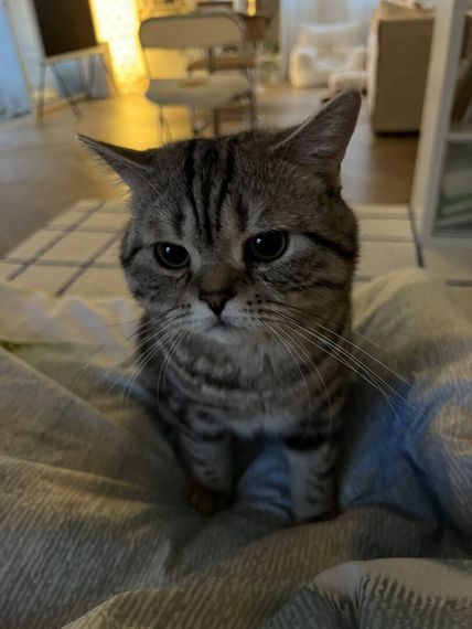 chat single