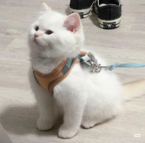 แชท โสด 