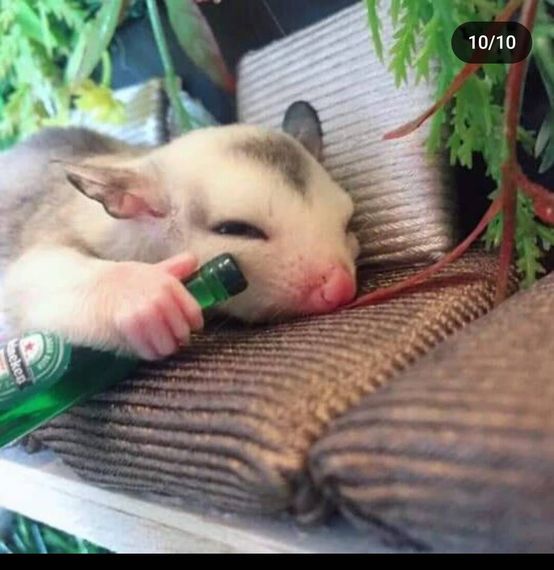chat looking for friends 