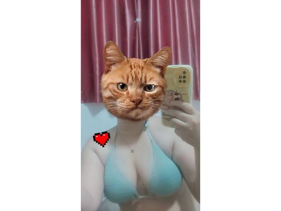chat chat  from Phuket