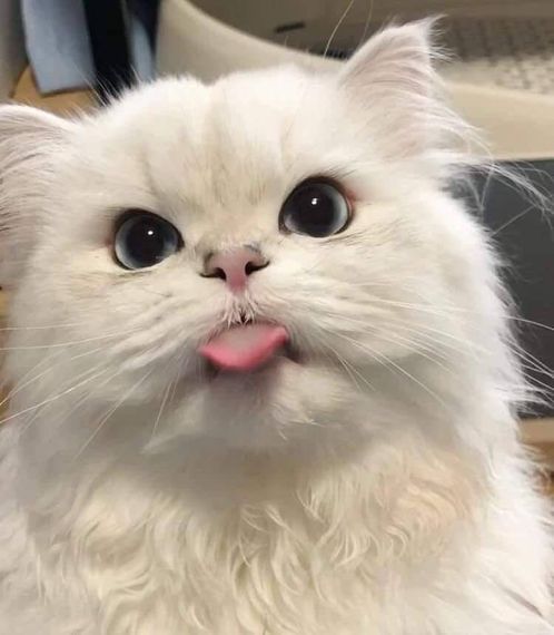 แชท หาเพื่อนคุย  ที่อยู่  ขอนแก่น