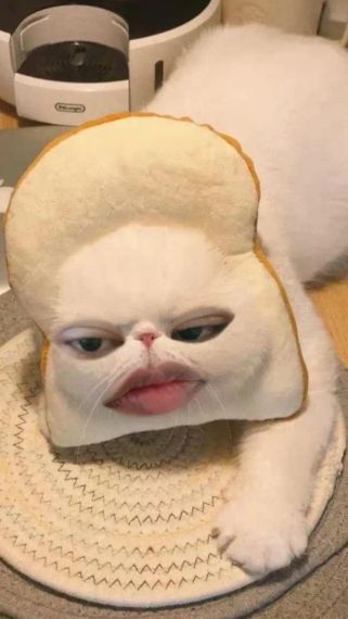 chat find love, chat 