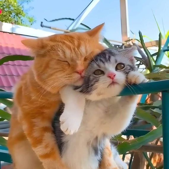 แชท หาเพื่อนคุย, หาเพื่อนเที่ยว 