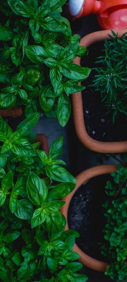 chat find love, chat 