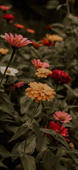 แชท หาแฟน, หาเพื่อนคุย 