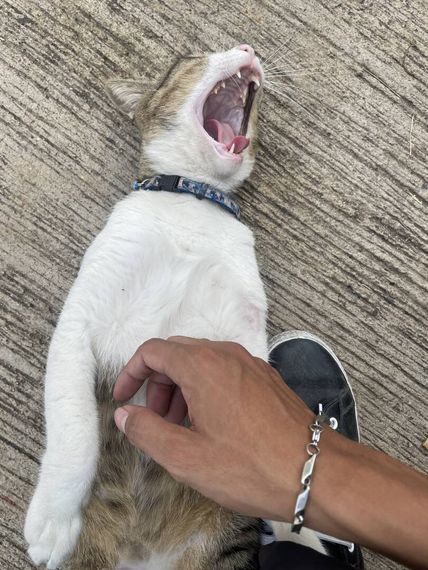 แชท หาเพื่อนคุย 