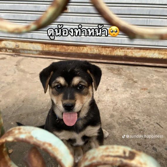 แชท หาแฟน, หากิ๊ก 