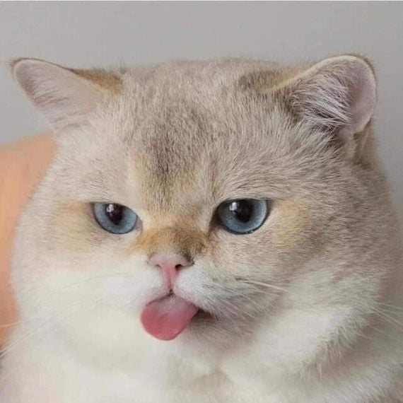 chat looking for friends 