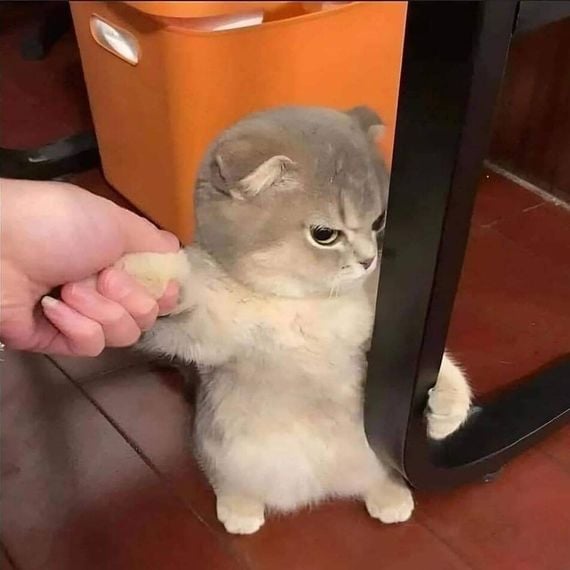 แชท หาเพื่อนคุย, โสด