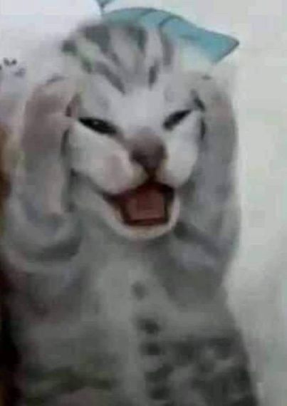 chat looking for friends 