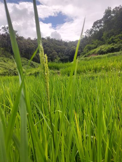 แชท หาเพื่อนเที่ยว, โสด  ที่อยู่  เชียงใหม่