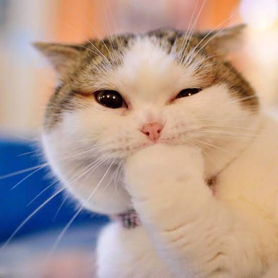 chat chat 