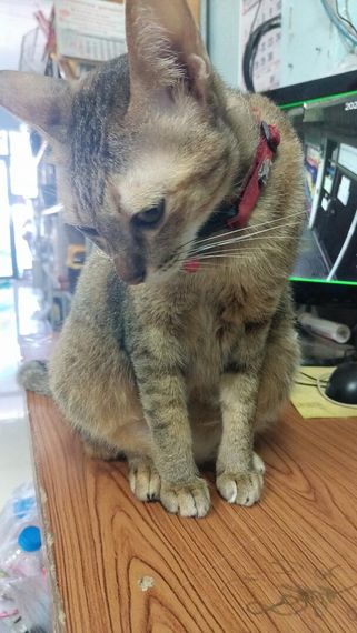 chat looking for friends 