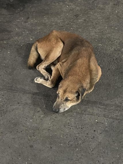 แชท โสด 