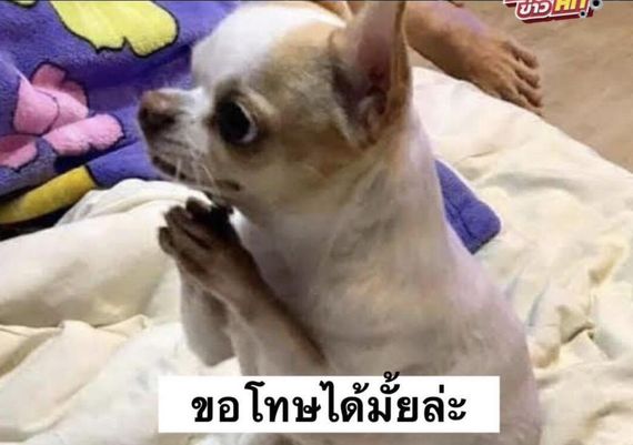 แชท หาแฟน, หาเพื่อนคุย 