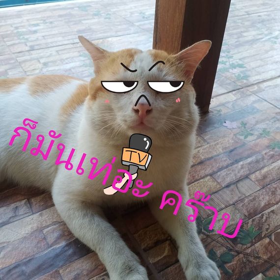 chat looking for friends