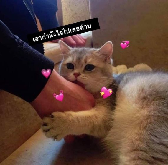 แชท หาเพื่อนคุย 